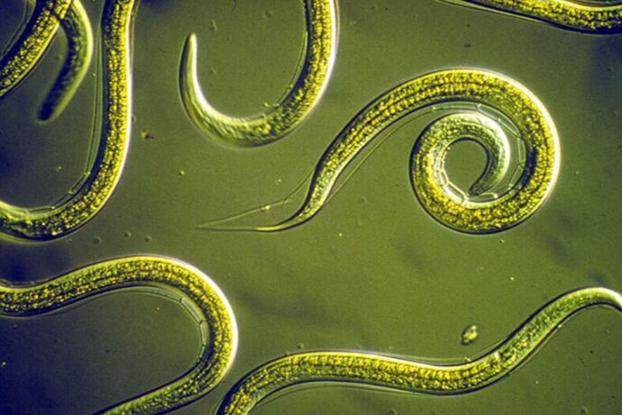 Clean parasites