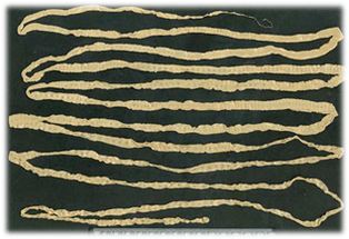 Differential Bacteria